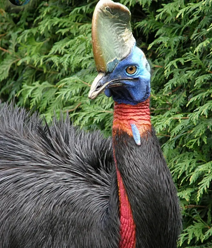 0800jc9r-0f94-700x819.webp