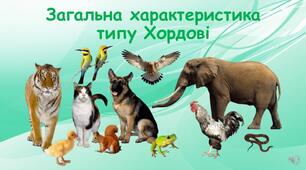 Презентація на тему : "Хордові. Хребетні .  Поширення, особливості будови й життєдіяльності"