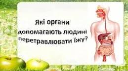 Які органи допомагають людині перетравлювати їжу?
