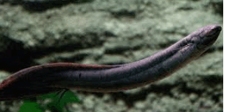 0800jjbj-e740-323x161.png