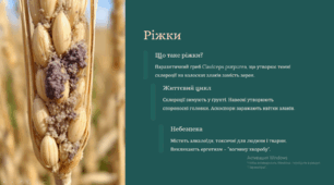 Гриби – паразити рослин (фітофторові, борошнисторосяні, сажки, ріжки, трутовики).