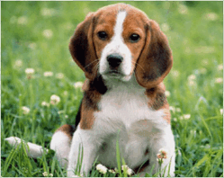 0800jw79-28a8-249x198.png