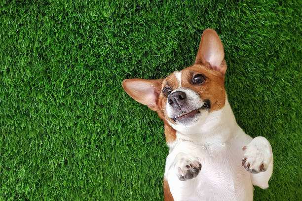 28,500+ Funny Dog Spring Stock Photos, Pictures & Royalty-Free Images - iStock