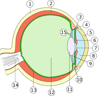 0800kcgj-a173-345x334.png