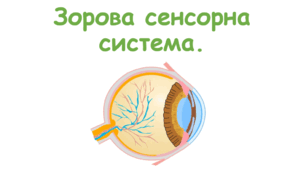 Зорова сенсорна система