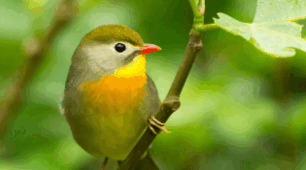 Птахи як теплокровні амніоти, які пристосовані до польоту. 🐦🎯🐤Практична робота «Виявлення та порівняння пристосувань птахів до польоту» 7 кл НУШ