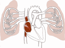 Circulatory System Gif GIFs | Tenor