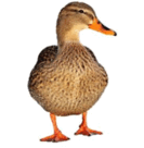 0800kqat-591c-133x136.png