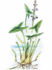0800kvh9-4a0b-169x230.png