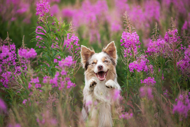 стокові фото, фото роялті-фрі та зображення на тему dog in lilac flowers. border collie in a field on nature. portrait of a pet. - funny spring photo