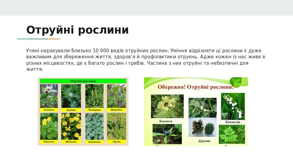 Отруйні рослини Учені нарахували близько 10 000 видів отруйних рослин. Уміння відрізняти ці рослини є дуже важливим для збереження життя, здоров’я ...