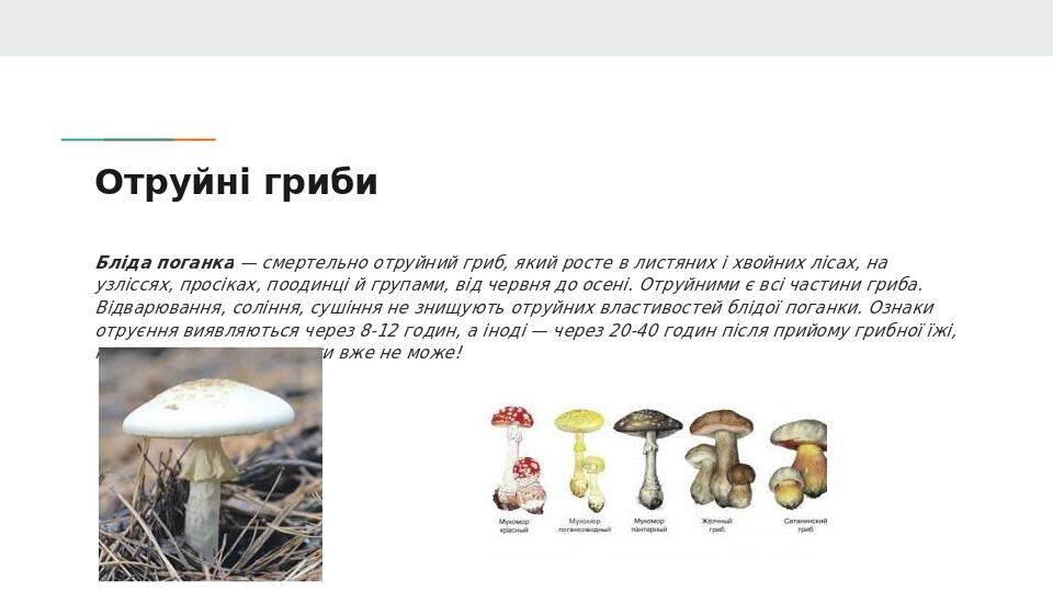 Отруйні гриби Бліда поганка — смертельно отруйний гриб, який росте в листяних і хвойних лісах, на узліссях, просіках, поодинці й групами, від червн...