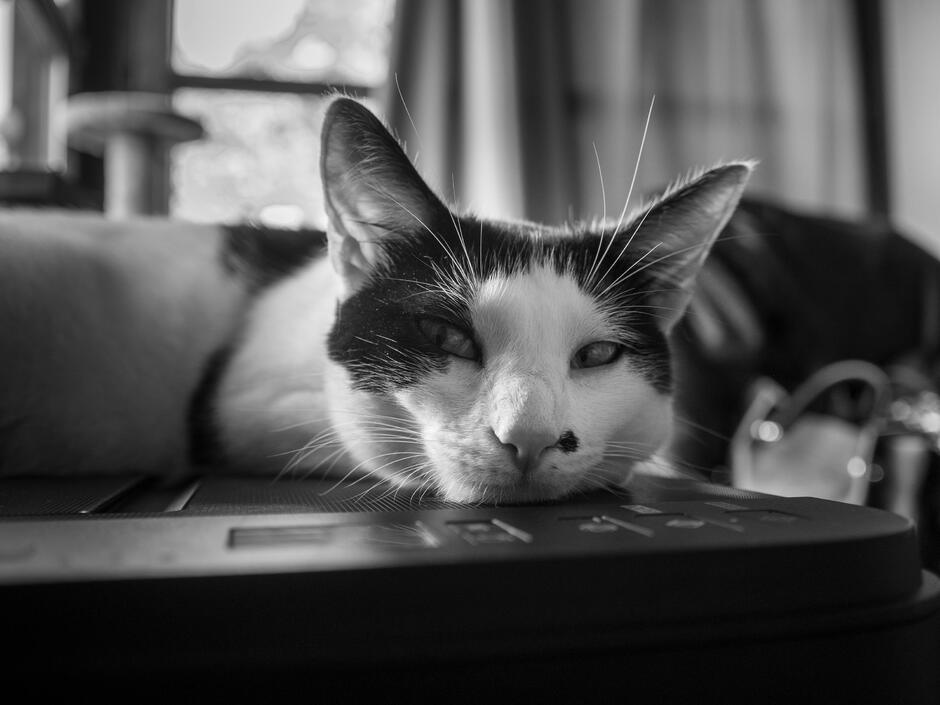 A black and white cat is relaxing.