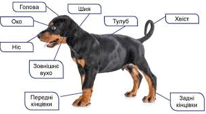 Характерні риси ссавців