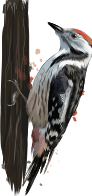 0800m1lm-1667-92x196.png