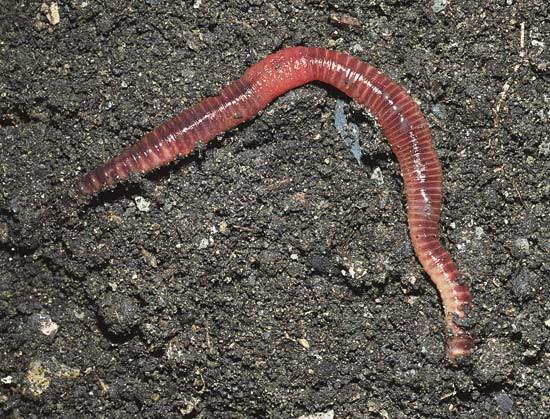 earthworm | ŽIVOTINJE