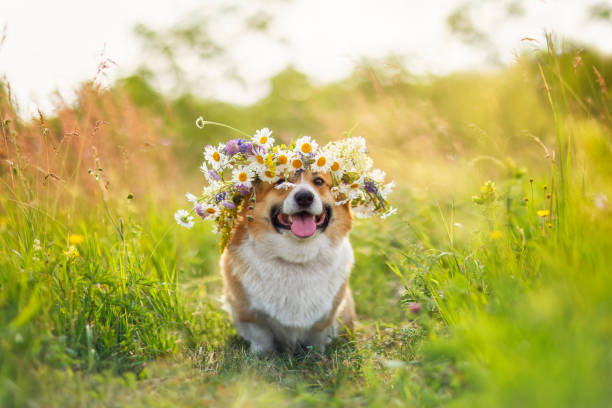 135,500+ Funny Spring Photo Stock Photos, Pictures & Royalty ...