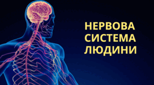 Презентація для учнів 8 класу з теми "Нервова система людини"