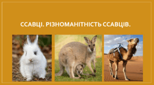 Презентація "Ссавці. Різноманітність ссавців. НУШ".