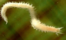 0800mnnc-5c36-147x89.png