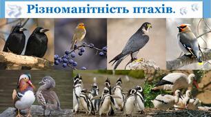 Різноманітність птахів.