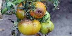 Фітофтора на помідорах: ефективні засоби 2025 - agrodream.com.ua