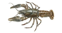 0800mr5i-8dd1-207x110.png