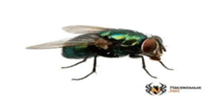 0800mr5l-5a18-235x113.png