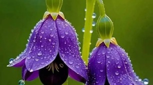 Творчість М. Коцюбинського, О. Довженка, Н. Бічуї