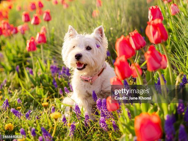 2,066 Funny Dog Spring Stock Photos, High-Res Pictures, and ...