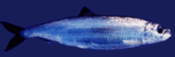 0800n216-2eef-255x84.png