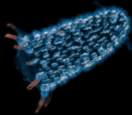 0800n21g-01e3-262x229.png