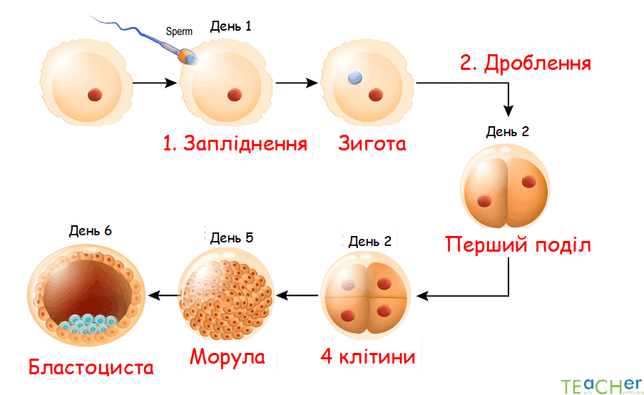0800nbu9-7844-903x554.png