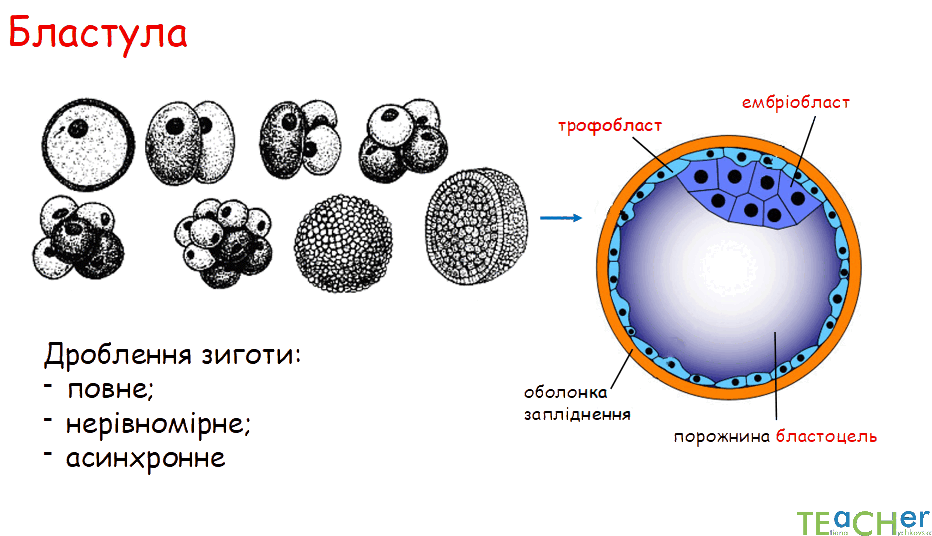 0800nc33-f791-932x536.png