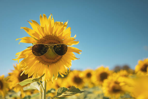 212,200+ Spring Funny Stock Photos, Pictures & Royalty-Free ...