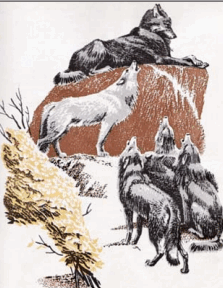 0800nkll-14a9-223x288.png