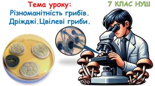 Презентація з біології "Різноманітність грибів.  Дріжджі.Цвілеві гриби."  7 клас НУШ