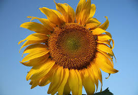 0800o7wf-e9a8-271x186.jpg
