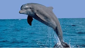 0800ohlo-4641-297x168.png