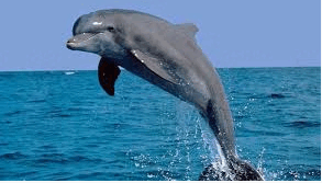 0800ohoo-50ba-293x167.png