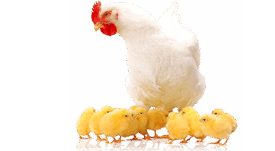 0800oj2s-edef-399x219.png