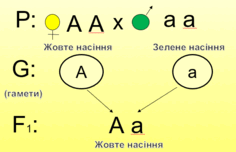 0800okpa-38ca-236x152.png