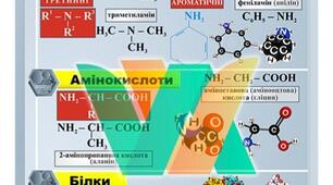 Аміни, амінокислоти, білки.