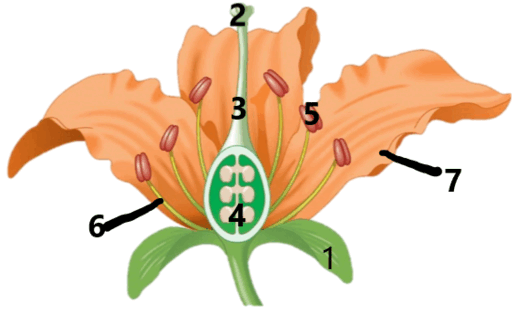 0800p61m-3102-517x324.png