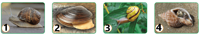 0800p62c-8a54-661x114.png