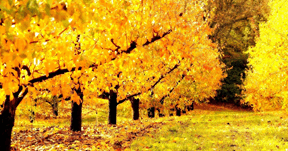 0800pd55-c819-318x167.png