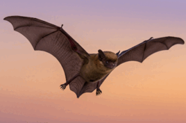 0800pgea-dddd-268x177.png