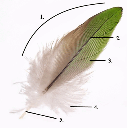 0800ptj0-03dd-443x447.png