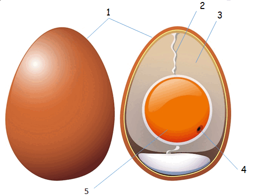 0800ptkt-1103-515x392.png