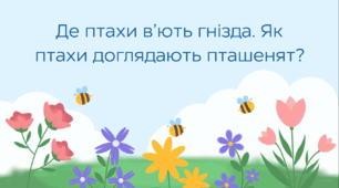 Де птахи в’ють гнізда. Як птахи доглядають пташенят? (презентація; 2 клас за підручником Гільберг / НУШ-1)